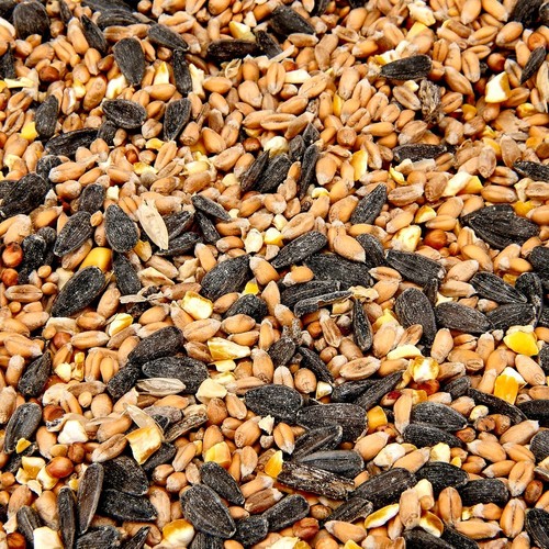 Wild bird food - wild,